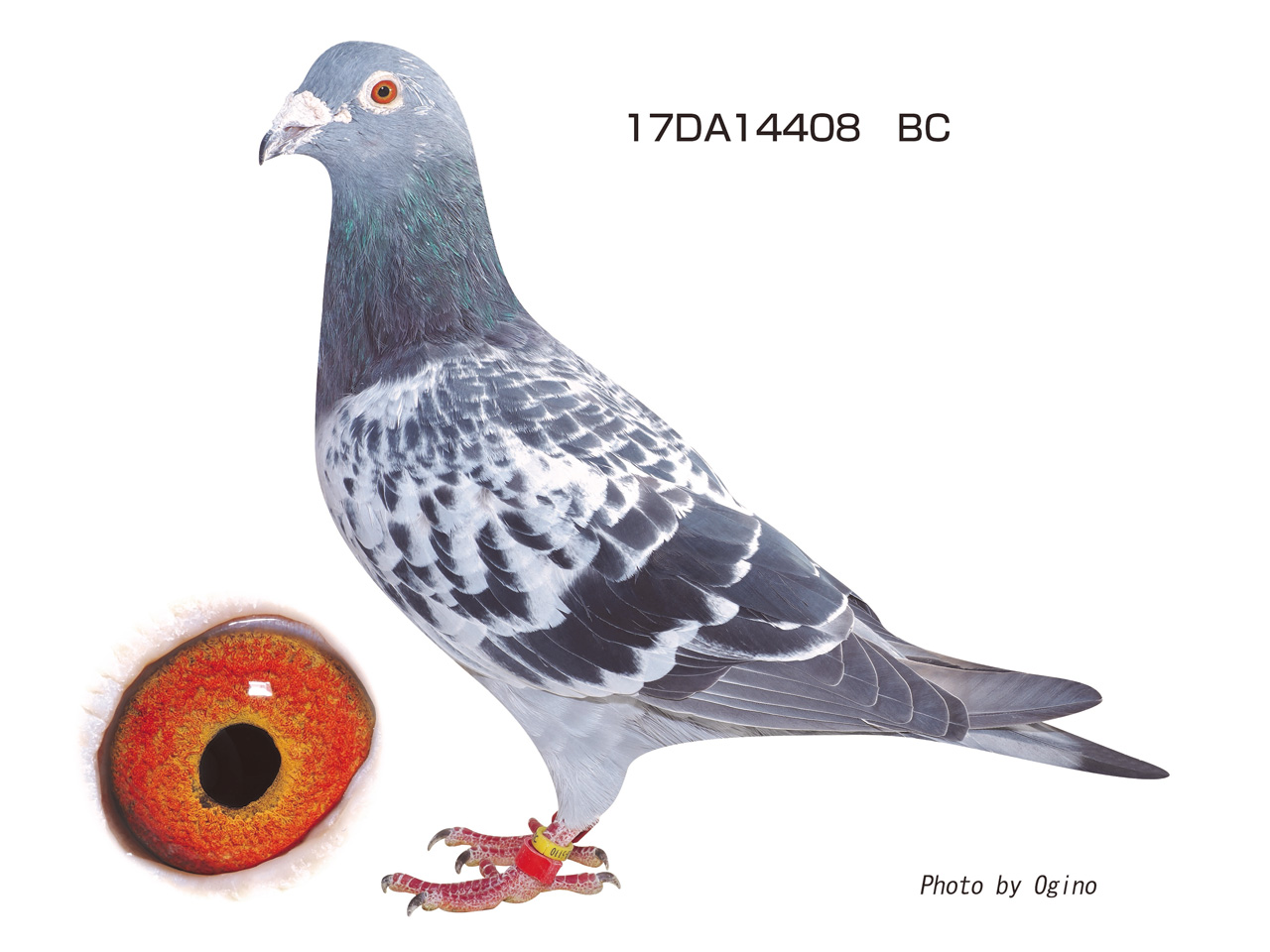 レース鳩｜種鳩紹介｜宮内鳩舎のモーニング系1｜山形のモアクロフト