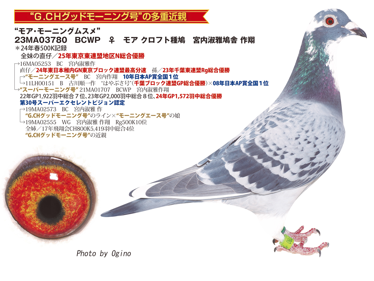 レース鳩｜種鳩紹介｜宮内鳩舎のモーニング系1｜山形のモアクロフト